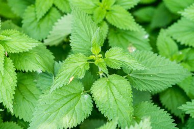 Urtica dioica, genellikle ortak ısırgan otu, ısırgan otu veya ısırgan yaprak denir. Portre, makro. Seçici odak.