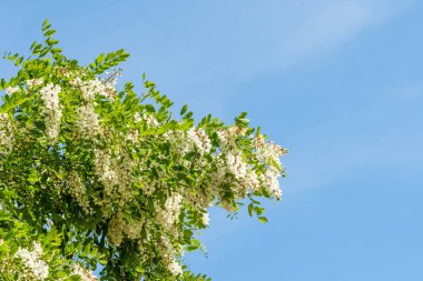 Çiçekler içinde siyah akasya (Robinia pseudoacacia) üst dalları. Mavi gökyüzü.