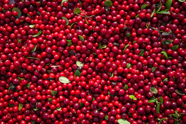 Red berries ripe cranberries after harvest lie in the sun and dried