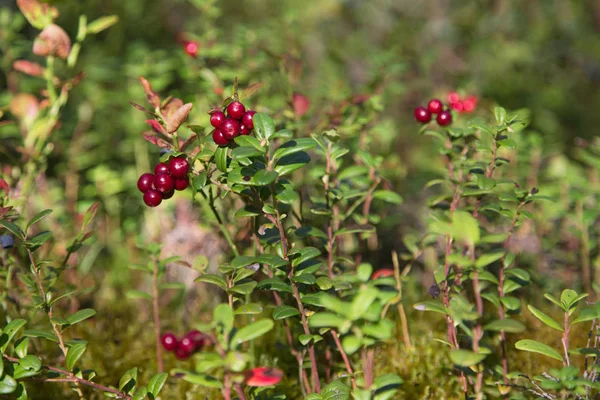 Olgun kırmızı dut kızılcık güneşli bir ahşap glade içinde