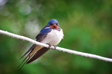 Yetişkin yavru ahır (Hirundo rustica yutar)