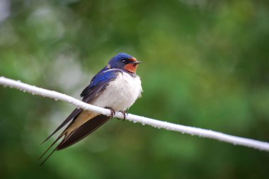 Yetişkin yavru ahır (Hirundo rustica yutar)