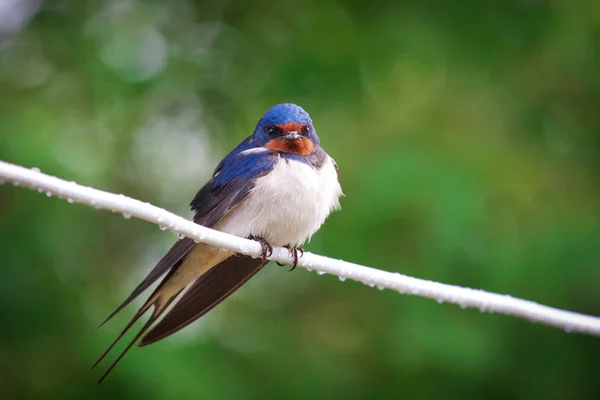 Adult nestling barn swallows (Hirundo rustica) — Stock Photo, Image