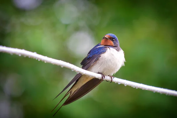 Adult nestling barn swallows (Hirundo rustica) — Stock Photo, Image