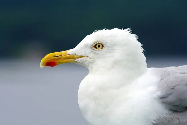 Grande e bela criação de gaivotas (Larus fuscus) no Atlântico — Fotografia de Stock