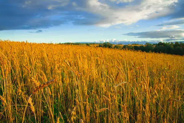 Grande campo rurale con orecchie mature di segale al tramonto — Foto Stock