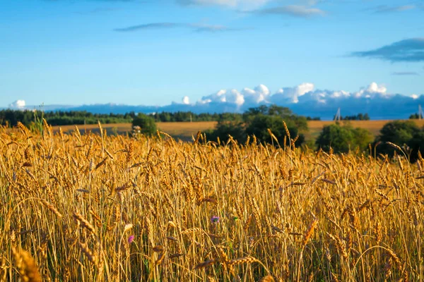 Grande campo rural com orelhas maduras de centeio ao pôr do sol — Fotografia de Stock