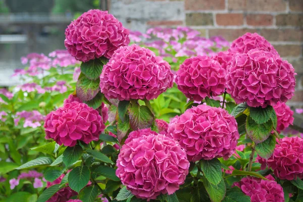 Beautiful Large Purple Hydrangea Flowers Green Leaves Summer European Park — Stock Photo, Image