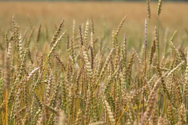 田舎で熟した小麦のフィールド — ストック写真