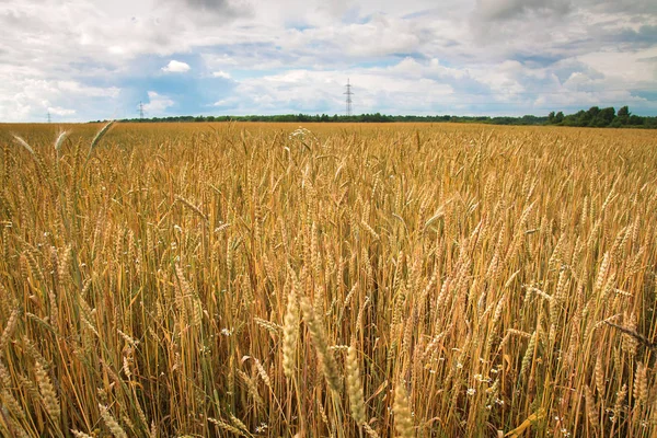 Campo di grano maturo in campagna — Foto Stock