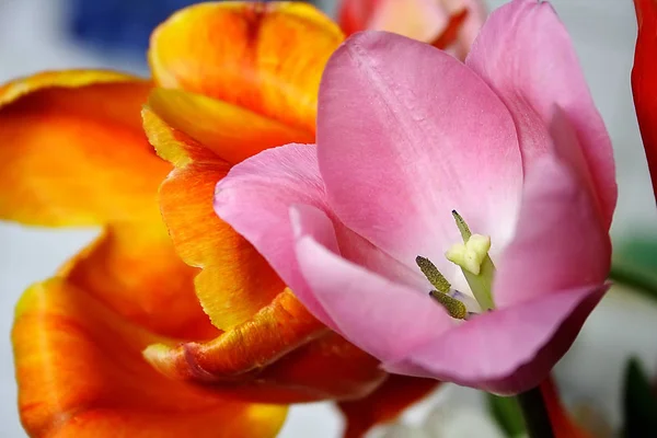 Розовый Тюльпан Размытом Цветочном Фоне Букет Тюльпанов Крупным Планом — стоковое фото