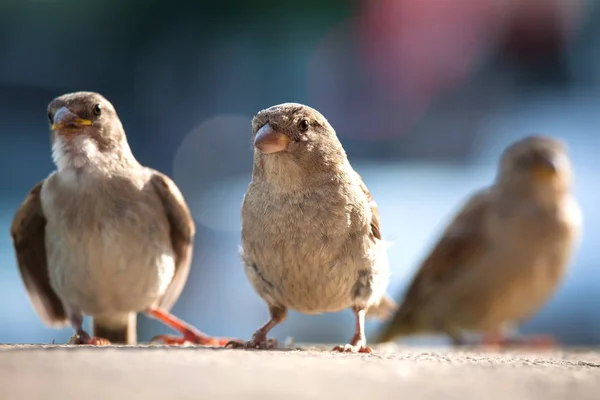 Ženské vrabec (passer domesticus) na nábřeží s kuřaty — Stock fotografie