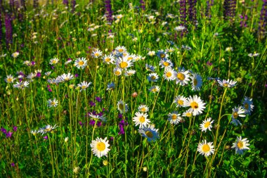 Güzel yabani papatya çiçekleri yeşil kırsal çayır üzerinde