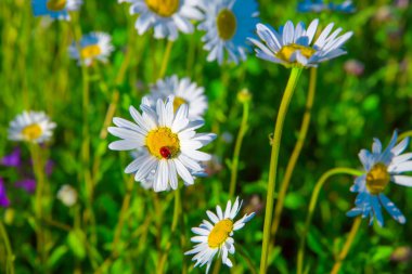 Güzel beyaz papatya ve uğur böceği yeşil yaz çayır üzerinde
