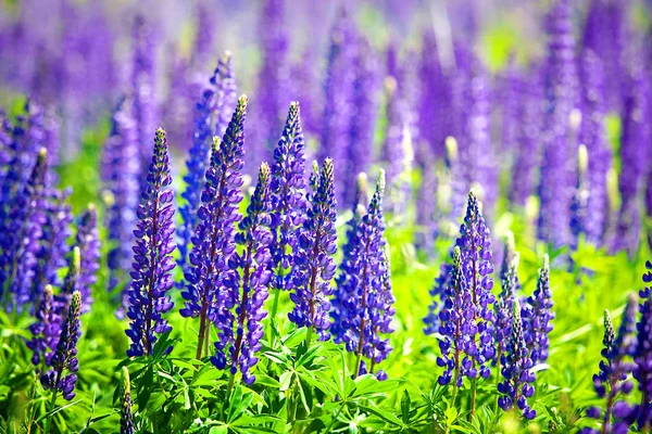 Beautiful purple wild flowers on green rural field — Stock Photo, Image