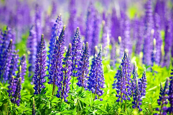 Hermosas flores silvestres púrpuras en verde campo rural — Foto de Stock