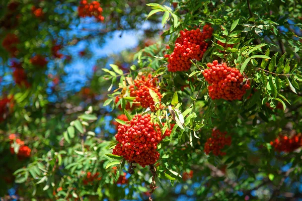 Röda Rönnbär Upplyst Solen Grönt Blad Höstsäsongen Skörden Användbar Produkt — Stockfoto