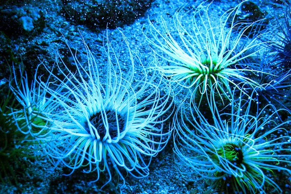Bela vida marinha na luz azul. Actiniaria — Fotografia de Stock
