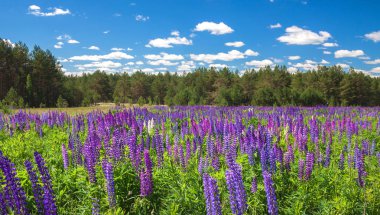 Forest yakınındaki sahada mor lupins ile manzara
