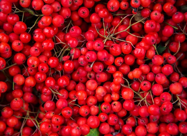 Belo fundo de Natal vermelho coletado de selvagem Rowan ber — Fotografia de Stock