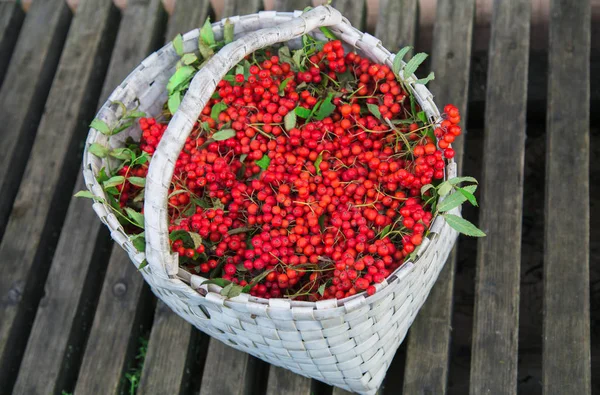  Sepet içinde sonbahar mevsiminde toplanan Rowan demetleri