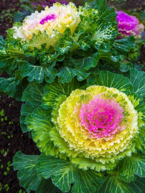 Peyzaj tasarımı güzel süs lahana. 
