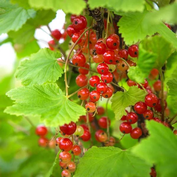 Juicy red currant berries on a branch with green leaves – stockfoto