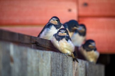 Kabarık genç yavrular ahır yutar (Hirundo rustica)