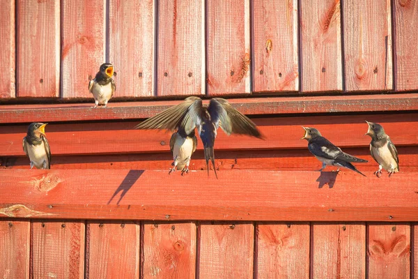 Mère avale nourrit ses poussins. Jeunes oisillons hirondelles de grange — Photo