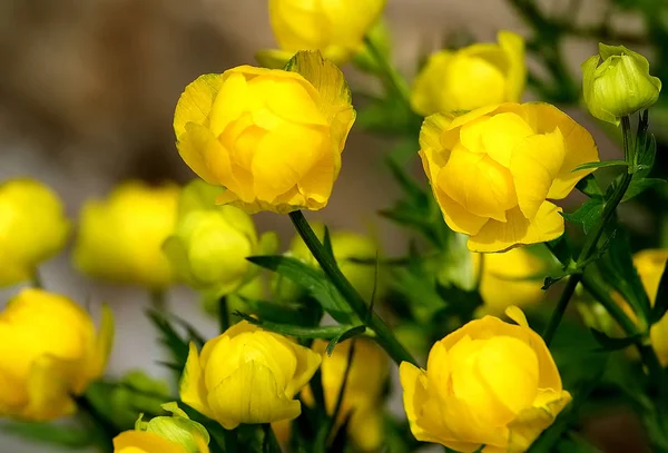  Güzel sarı Globeflowers Avrupa. Çiçek kırmızı kitap