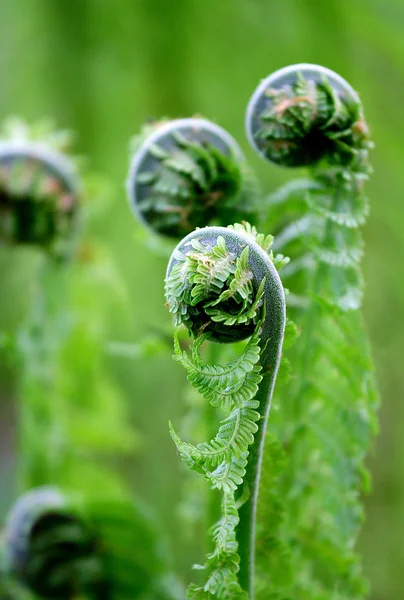 蕨类植物的幼芽 Polypodiophyta 森林空地 植物的性质 春天的季节 新的生活 绿色卷发 关门了背景模糊 — 图库照片