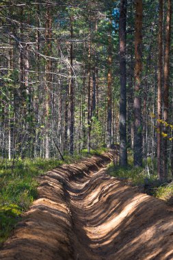 Büyük bir çam ormanının kumlu hendeğe. Yangın hendek.