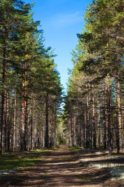 Güzel çam ormanı gün güneşli yaz