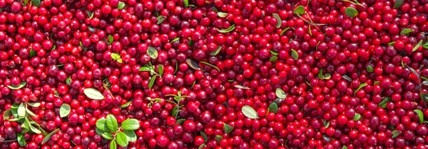Червоні стиглі ягоди ожини з зеленим листям . — стокове фото