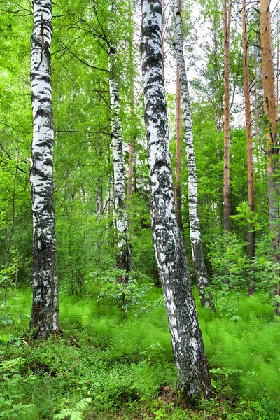 Weiße Birken auf einer Lichtung in einem grünen Wald — Stockfoto