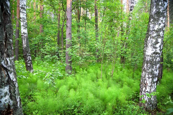 Weiße Birken auf einer Lichtung in einem grünen Wald — Stockfoto