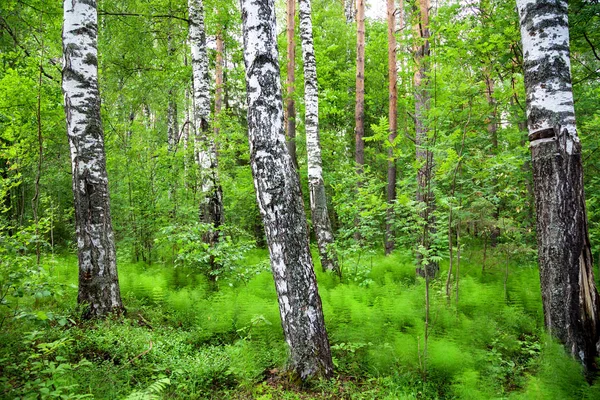 Viele weiße Birken auf einer Lichtung in einem grünen Wald. — Stockfoto