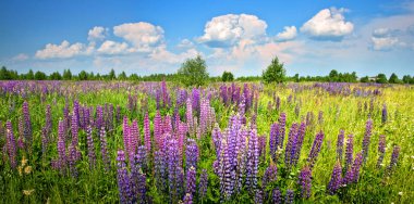 Vahşi bir çayır üzerinde mor çiçekli güzel kırsal manzara