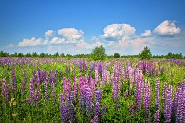 Vahşi bir çayır üzerinde mor çiçekli güzel kırsal manzara