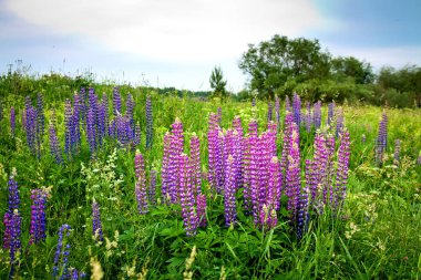 Vahşi bir çayır üzerinde mor çiçekli güzel kırsal manzara