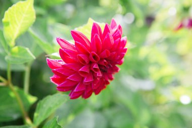 Güzel büyük mor çiçek yeşil arka plan bulanık. Yıldız çiçeği