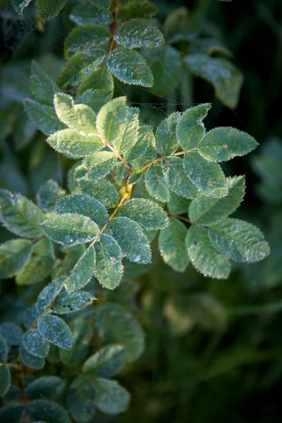 Vit frost på gröna blad — Stockfoto