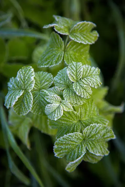 Vit frost på gröna blad — Stockfoto