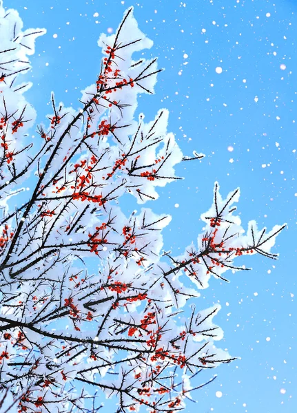 En gren täckt med snö med röda bär — Stockfoto