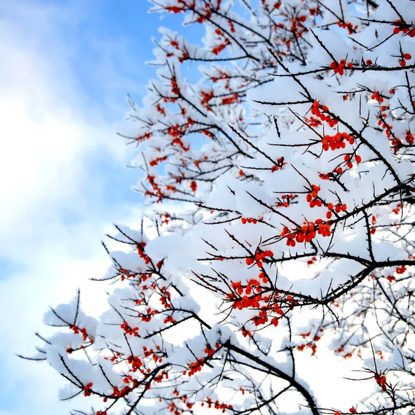 Ein mit Schnee bedeckter Zweig mit roten Beeren — Stockfoto