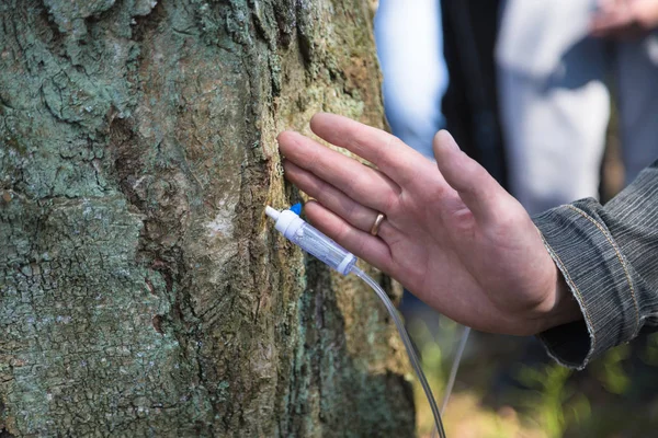 Safe collection of birch juice in the forest countryside