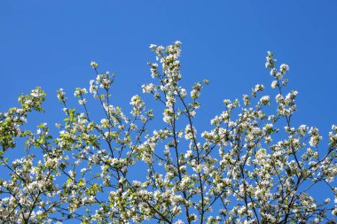 Mavi gökyüzüne karşı dallar üzerinde beyaz çiçekler. Çiçek açan elma ağaçları, kirazlar, viburum, badem. Bahar ve yaz mevsimi. Kırsal bahçe. Güneşli bir gün. Bulanık arkaplan. 