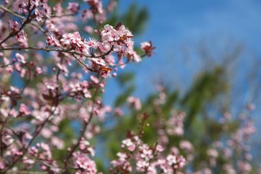 Dallarda güzel pembe ve mor çiçekler. Kırsal bölgelerde ve şehir parklarında bahar çiçekleniyor. Bahar ve yaz doğası. Mevsimlik çiçeklenme.