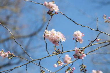 Dallarda güzel pembe ve mor çiçekler. Kırsal bölgelerde ve şehir parklarında bahar çiçekleniyor. Bahar ve yaz doğası. Mevsimlik çiçeklenme.