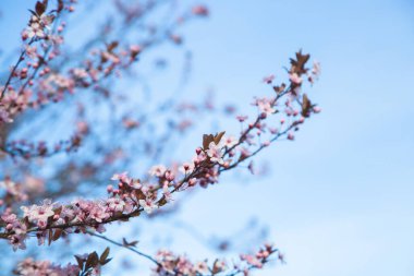 Dallarda güzel pembe ve mor çiçekler. Kırsal bölgelerde ve şehir parklarında bahar çiçekleniyor. Bahar ve yaz doğası. Mevsimlik çiçeklenme.